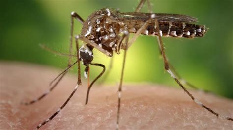 Brasil registra mais 51 007 casos prováveis de dengue