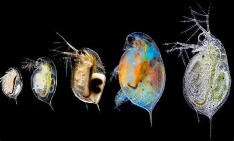 daphnia ricas pulgas acuaticas