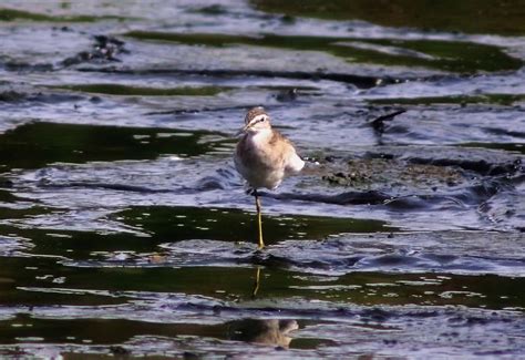 100+ Free Sandpiper & Bird Images - Pixabay