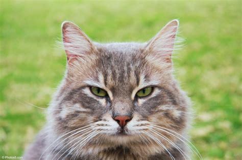 Beautiful Gray Cat Head Portrait Photos Portfolio