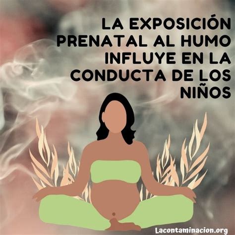 Exposici N Prenatal Al Humo Influye En La Conducta De Los Ni Os La