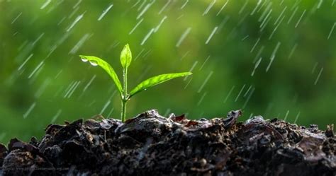 Petrichor The Earthy Scent Of The First Rain Dr Vidya Hattangadi