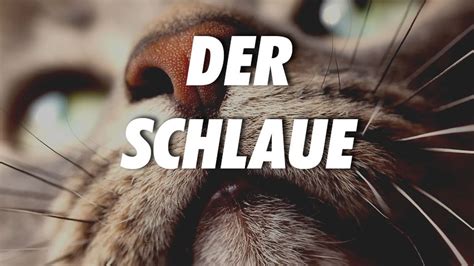 8 Arten von Katzenmenschen zu welcher gehörst du