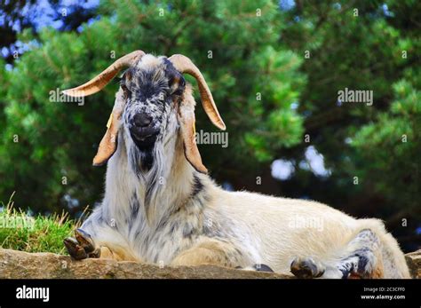 Goat Species Hi Res Stock Photography And Images Alamy