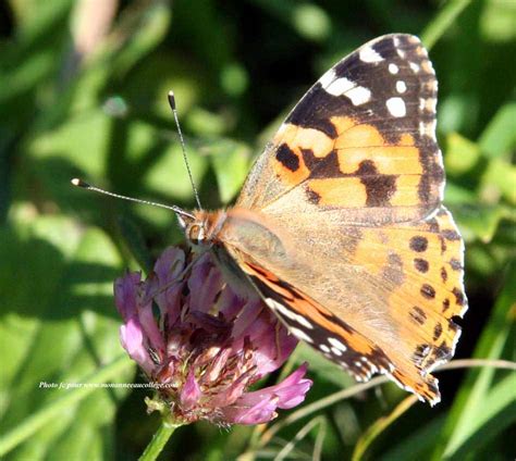 papillon Vanessa cardui mâle belle Dame monanneeaucollege