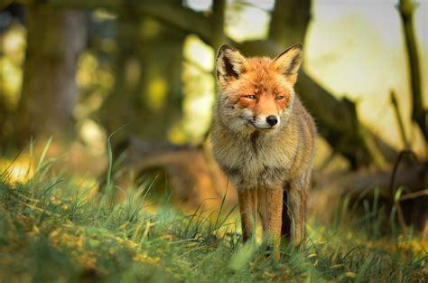 Fox Furry Wallpaper 70 Images