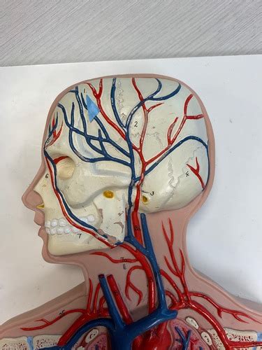 Circulatory Man Flat Model Flashcards Quizlet