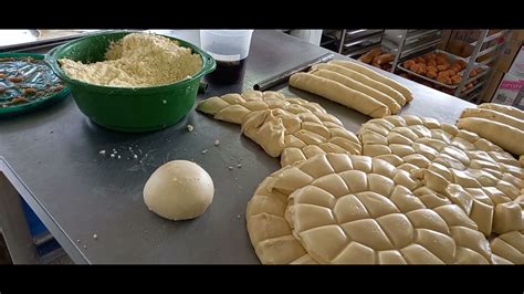 Pan De Cocodrilo Estudiar