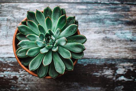 Flowers, Pot, Succulent, Echeveria, Ekheveria HD wallpaper | Pxfuel