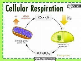 Intro To Cellular Respiration Oer Commons