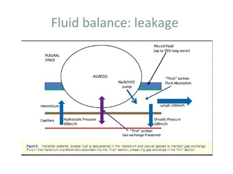 Anatomy and Physiology of Lung Interstitium | PPT