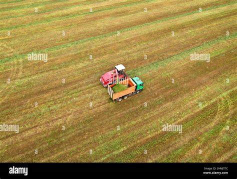 Cortar El Ensilaje De La Hierba En El Campo Cosechadora De Forraje En