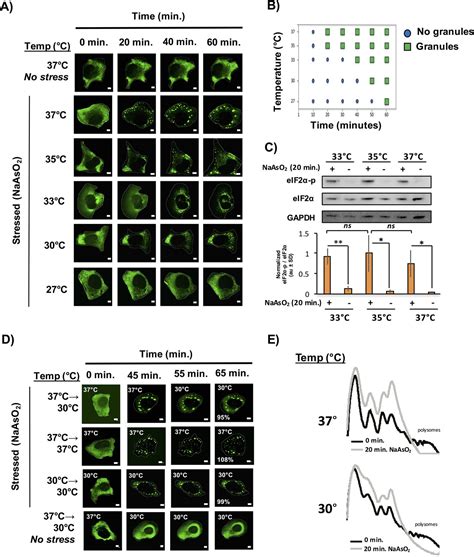 Figures And Data In Distinct Stages In Stress Granule Assembly And