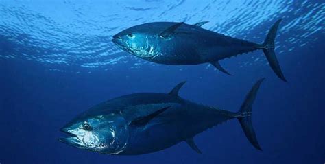 Seminal Moment For Atlantic Bluefin Tuna Fish Focus