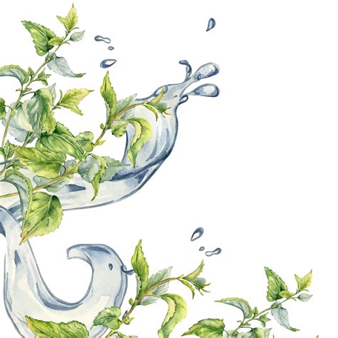 Premium Vector | Board of nettles in water splash Watercolor