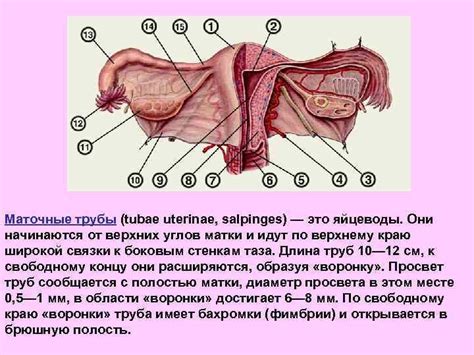 ЛЕКЦИЯ Преподаватель Тихонова Т А Женские половые