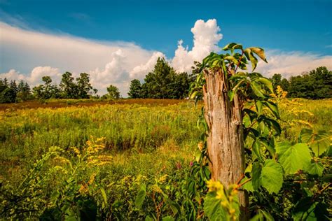 77 Overgrown Field Free Stock Photos Stockfreeimages