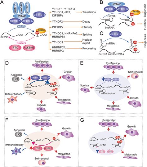 Molecular Mechanism Of M A Deposition In Rna Biological Function And