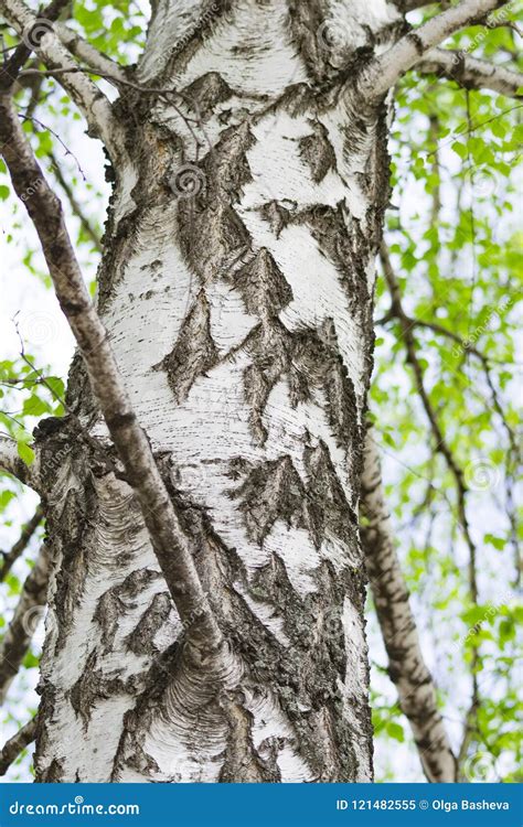 Close Up Of Birch Trunk In Green Stock Image Image Of Bark Fresh