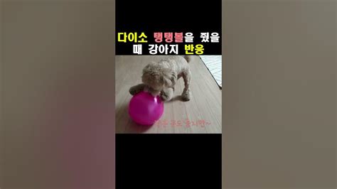 강아지가 다이소 탱탱볼 좋아할까 Youtube