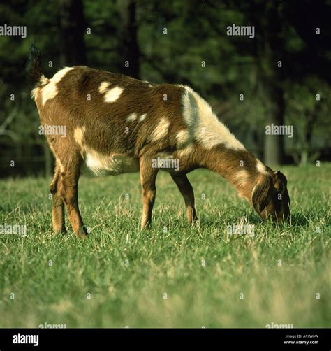 SPOTTED NUBIAN GOAT/GEORGIA Stock Photo - Alamy