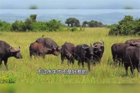 3只狮子追杀野牛，不料野牛突然发飙，镜头记录凶残全过程野牛镜头全过程