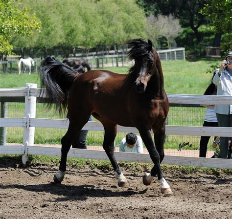 Ghim Của Christiane Abb Trên Arabian Horse