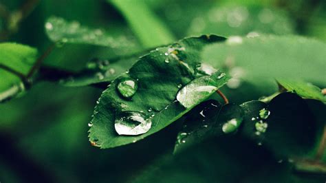 Rain Drops On Green Leaf Wallpapers 3840x2160 2773855