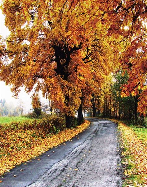 ABPHOTO Polyester 5x7ft Autumn Fall Yellow Tree Leaves Photography