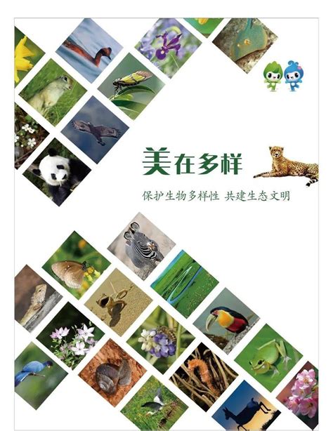 保护生物多样性丨公益海报（中国生态文明） 唐永杰