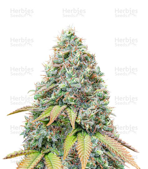 Buy Sour Diesel Feminized Seeds By Seedstockers Herbies