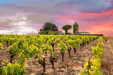 11 Top Wine Regions In France To Visit Savored Journeys