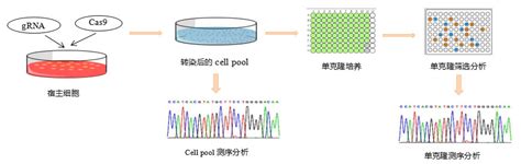 基因敲除细胞株构建基因编辑服务crisp Cas9基因敲除 德泰生物