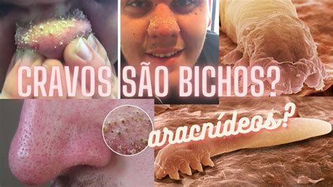 CRAVOS SÃO BICHOS aracnideos Bruna Harmel YouTube