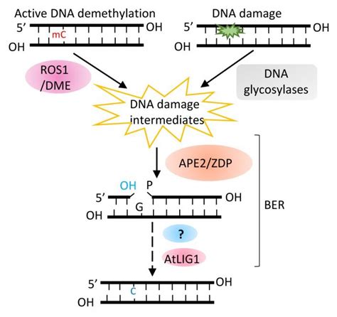 Ape2 Acts In Dna Demethylation Plantae