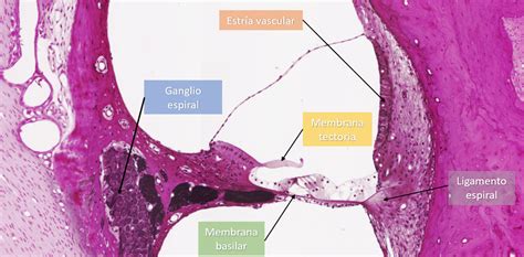 OÍDO ATLAS DE HISTOLOGÍA