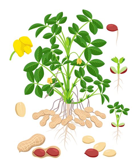 Aprende A Germinar Y Cultivar Cacahuates En Una Maceta De Forma Exitosa