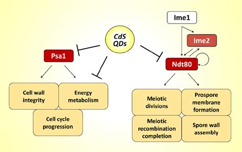 Schematic Diagram Illustrating The Hypothetical Mechanism Of Action Of