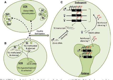 Figure 1 From Active Dna Demethylation In Plants And Animals