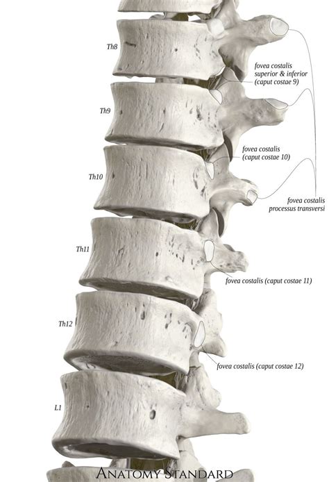 Lower Thoracic And Upper Lumbar Spine Human Spine Thoracic Thoracic