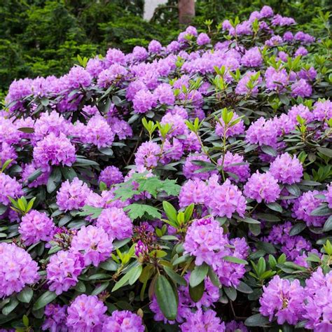 Evergreen Trees, Plants & Shrubs for Year-Round Vibrancy ...