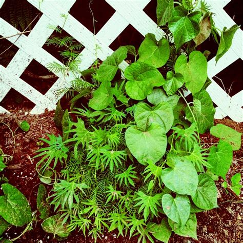 Ipomoea Quamoclit Syn Quamoclit Pennata Cypress Vine In GardenTags