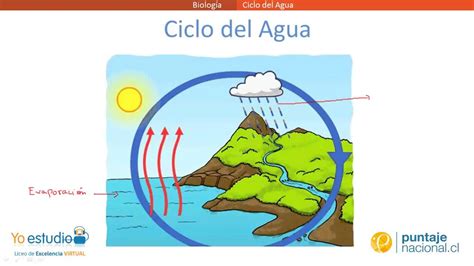 Ciclo Del Agua Etapas