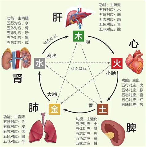 关注收藏老中医带你解读肝与五脏的联系 哔哩哔哩