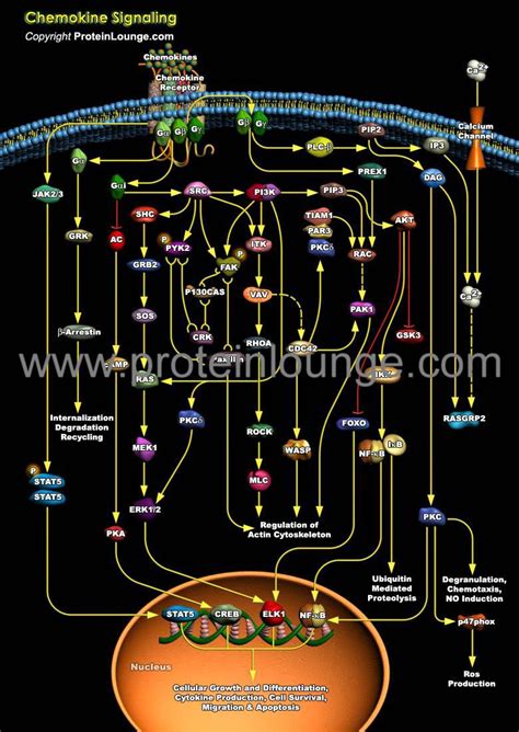 Biological Databases and Tools - Chemokine Signaling | Protein Lounge