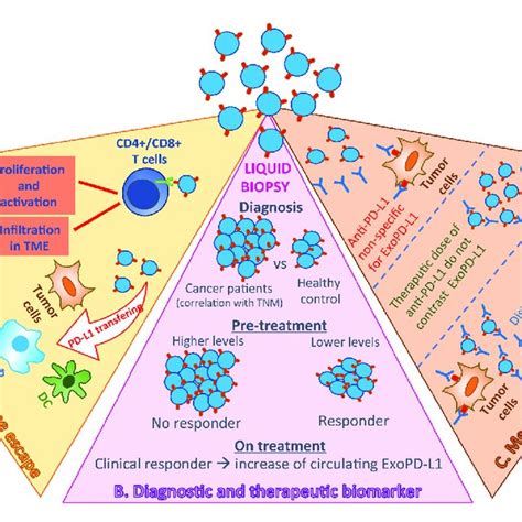 Summary Of The Biological And Clinical Meaning Of Tumor Small