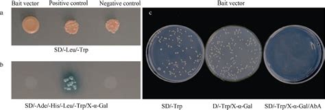 棉花 Gbstk 基因调控开花和黄萎病抗性的功能研究