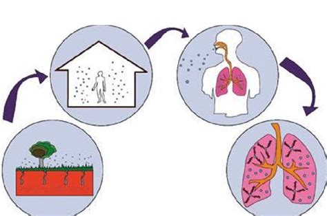 Radon And Its Effects On Health