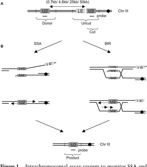 Figure 1 From A Recombination Execution Checkpoint Regulates The Choice