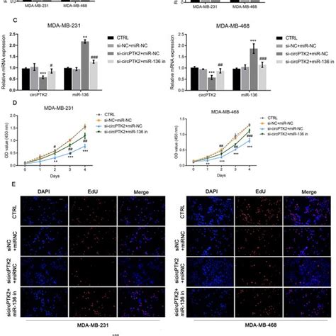 Knockdown Of CircPTK2 Inhibited The Proliferation Of TNBC Cells A